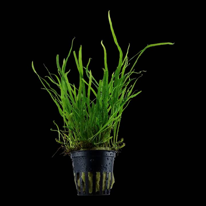 ADA CP103 Microsorum pteropus Trident, ADA Java Fern Trident India, ADA Greenhouse Pot plants, ADA Microsorum Trident India, ADA aquatic plants India, ADA CP103 India, ADA Java Fern India, ADA rhizome plants India, ADA low light aquarium plants, ADA Nature Aquarium plants