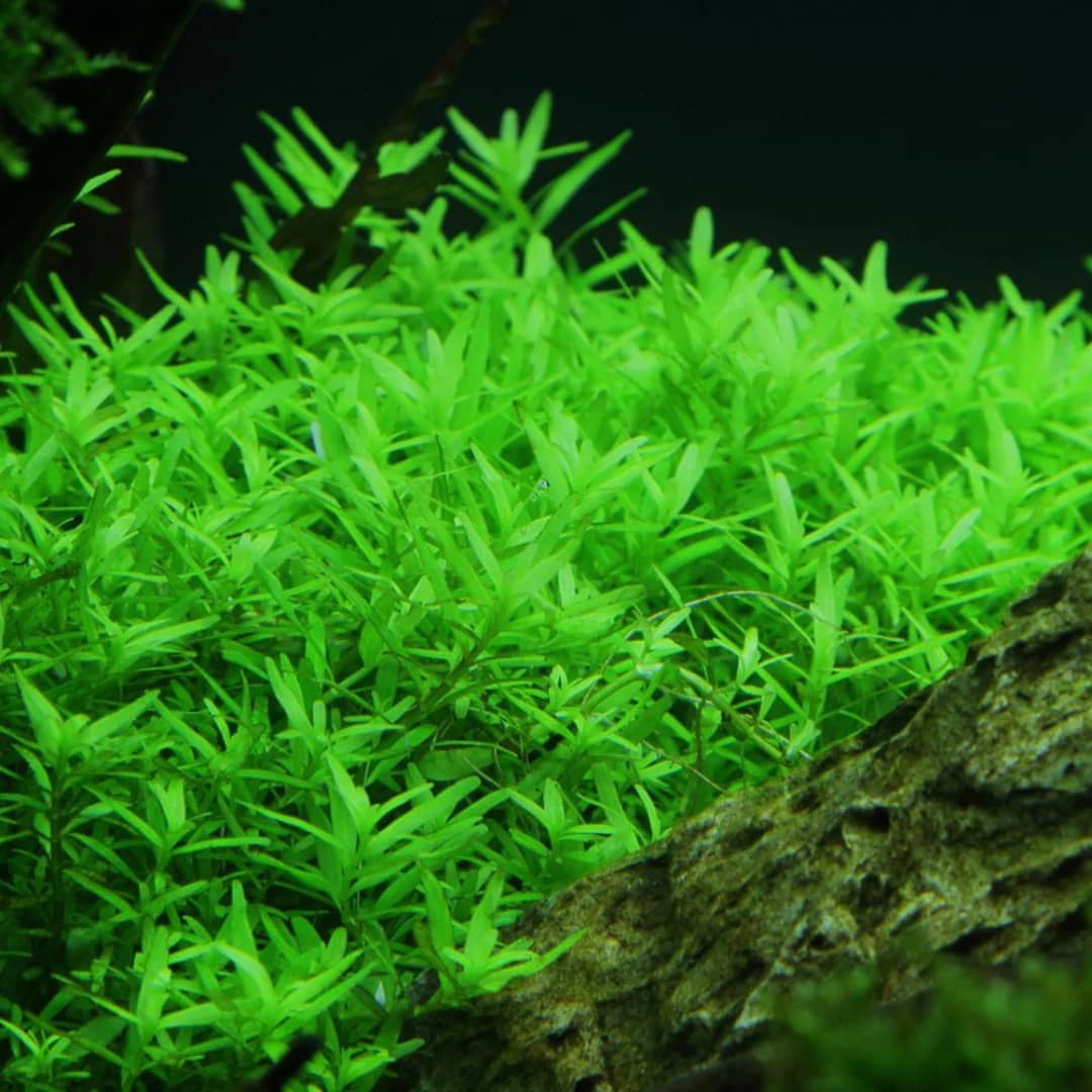 OC011,Rotala rotundifolia, Rotala green stem plant, ADA Rotala 'Green', beginner aquarium plant, stem plant midground, background aquatic plant, easy aquatic stem, CO₂ optional plant, fast-growing aquarium plant, rotala care
