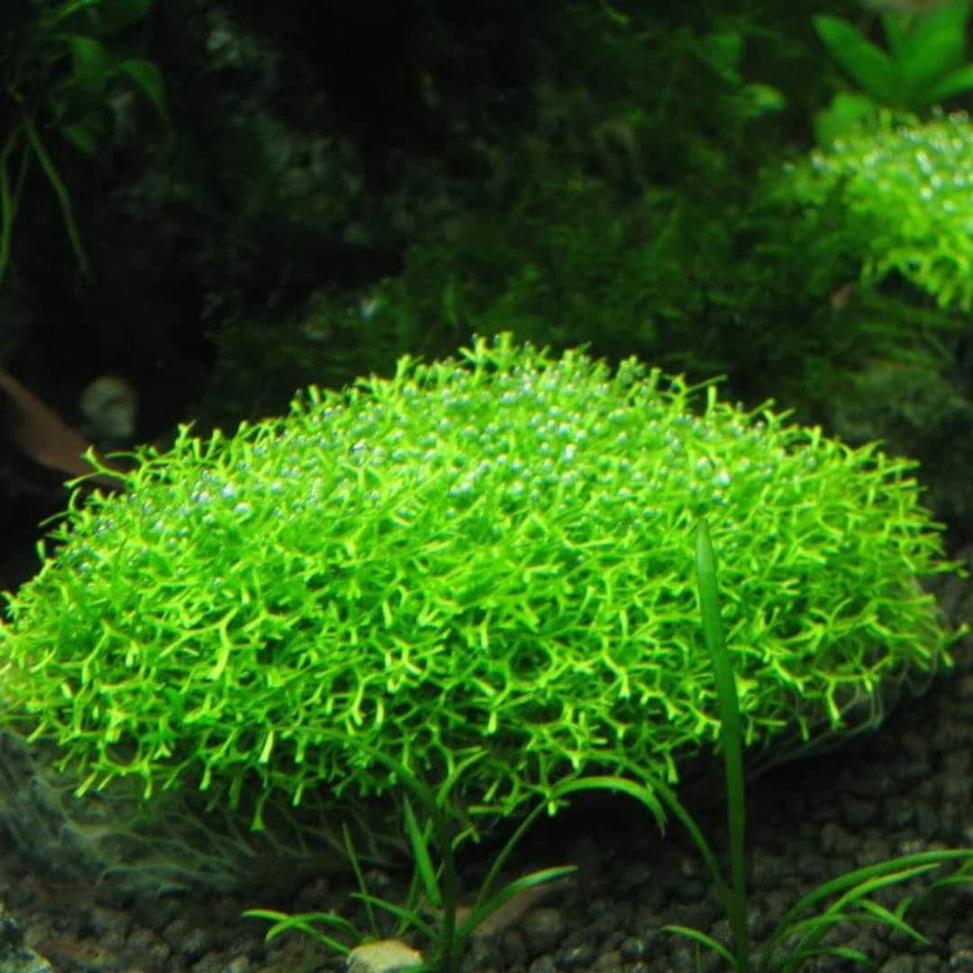 ADA IC040, Riccia fluitans, floating moss, aquascape riccia, carpet moss plant, foreground aquatic plant, CO₂ moss, high-tech aquarium moss, shrimp tank moss, tissue culture Riccia, aquarium carpeting moss