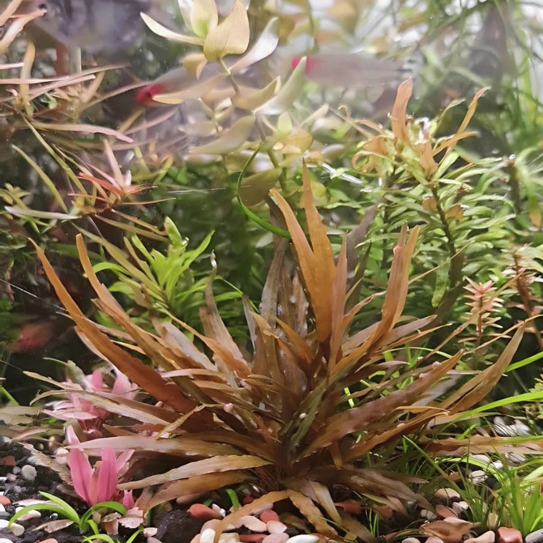 ADA IC090, Cryptocoryne axelrodi, Axelrod's Crypt, narrow leaf crypt, beginner-rosette aquarium plant, low light midground plant, easy crypt plant, tissue culture Cryptocoryne, green-brown cryptocoryne, stable tank midground plant, Cryptocoryne care guide