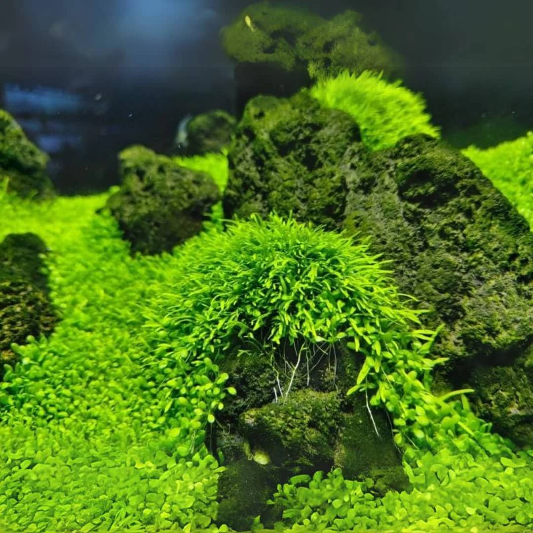 ADA IC205, Utricularia graminifolia, aquarium carpet plant, foreground carpet plant, high-tech carpeting plant, CO₂ carpet plant, thread-leaf aquarium plant, Southeast Asia carpet plant, tissue culture Utricularia, lush aquascape foreground, planted aquarium carpet plant