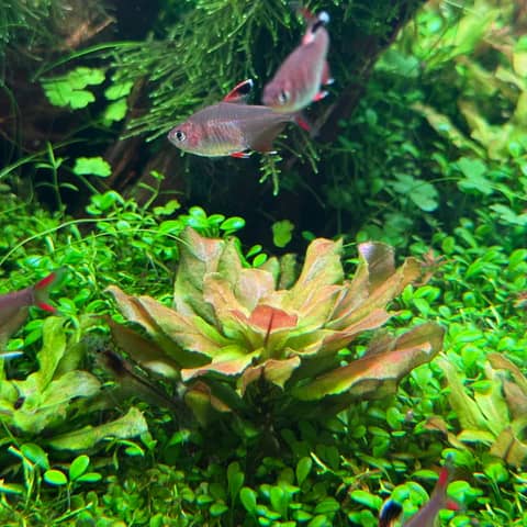 Ludwigia sphaerocarpa, IC368 tissue culture, compact Ludwigia, midground stem plant, South American aquatic plant, CO₂ aquarium plant, aquarium Ludwigia green, aquascaping midground plant, tissue culture Ludwigia, lush aquarium greenery