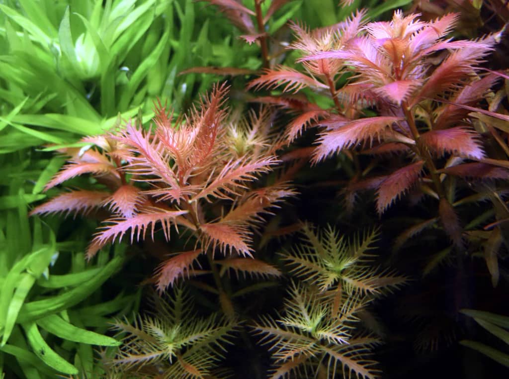 ADA IC403, Proserpinaca palustris Cuba, Mermaid Weed, Tropica Proserpinaca, aquarium stem plant, copper red aquascape plant, high-tech midground stem, CO₂ aquarium plant, tissue culture Proserpinaca, finely toothed aquarium plant, planted tank accent plant