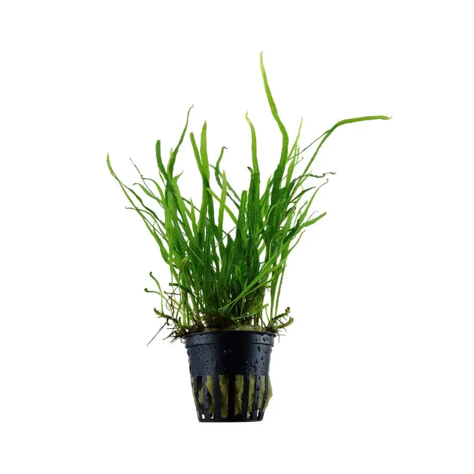 Buy ADA AP103 Microsorum pteropus Trident, ADA Java Fern Trident India, Microsorum Trident ADA Greenhouse Pot, ADA aquarium plants India, Java Fern Trident aquarium plant, ADA Trident fern price India, ADA epiphytic plants India, ADA Greenhouse aquatic plants, low light aquarium fern India, ADA Nature Aquarium plants