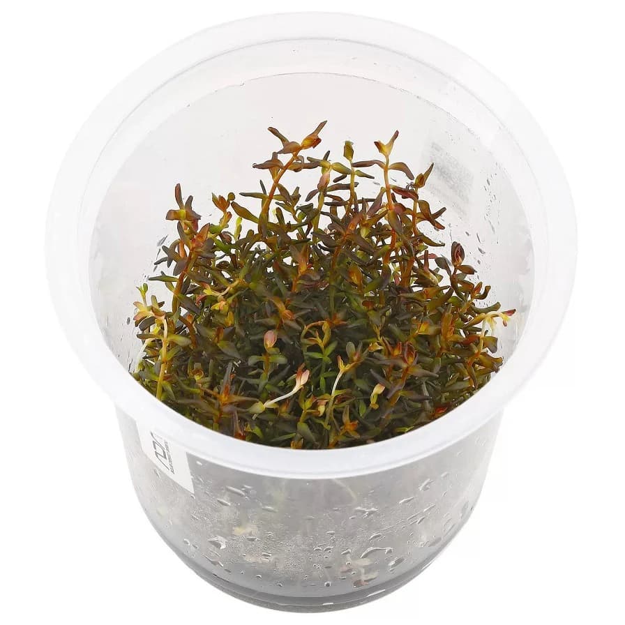 IC010, Rotala macrandra, ADA Rotala macrandra, red stem aquarium plant, high light stem plant, advanced aquarium plant, CO₂ demanding stem plant, midground red aquarium plant, background aquarium plant, tissue culture Rotala macrandra, aquascaping red plant