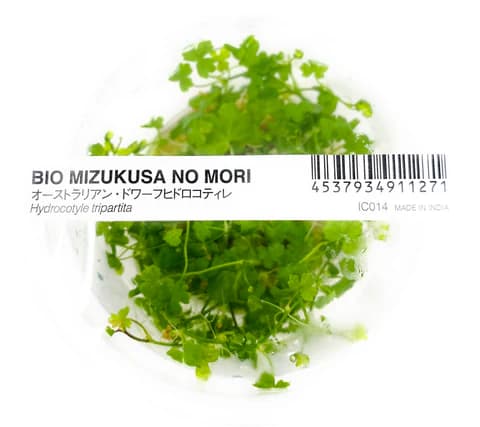 IC014,Hydrocotyle tripartita, Hydrocotyle Japan, aquarium carpeting plant, clover leaf aquatic plant, foreground plant aquarium, easy carpet plant, fast growing aquarium plant, CO2 groundcover plant, aquatic plant for hardscape, midground aquarium plant