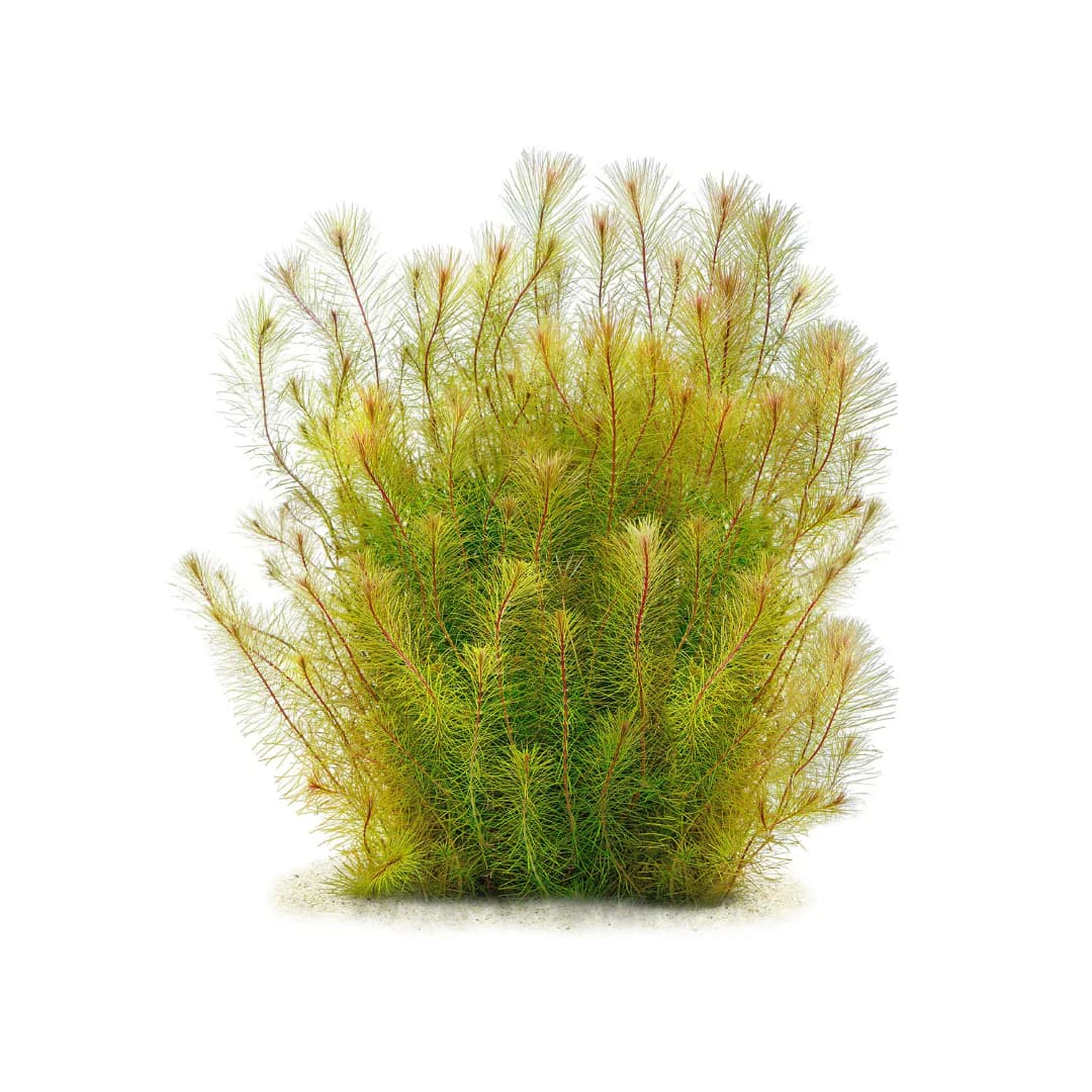 IC025, Rotala wallichii, Rose Rotala, Vietnam Rotala, fine leaf stem plant, high-tech aquarium plant, CO₂ demanding stem, midground background rotala, tissue culture Rose Rotala, feathery aquarium plant, advanced planted tank plant
