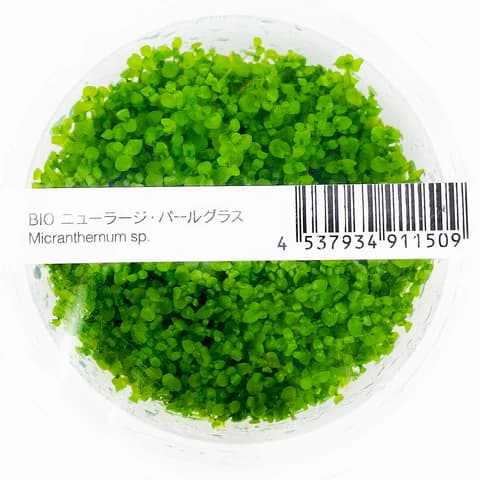 ADA IC029, Micranthemum Monte Carlo, Monte Carlo Pearlweed, aquarium carpeting plant, foreground carpeting plant, CO₂ carpet plant, easy aquarium carpet, Argentina aquarium plant, tissue culture Monte Carlo, green carpet aquatic plant, aquascaping foreground plant
