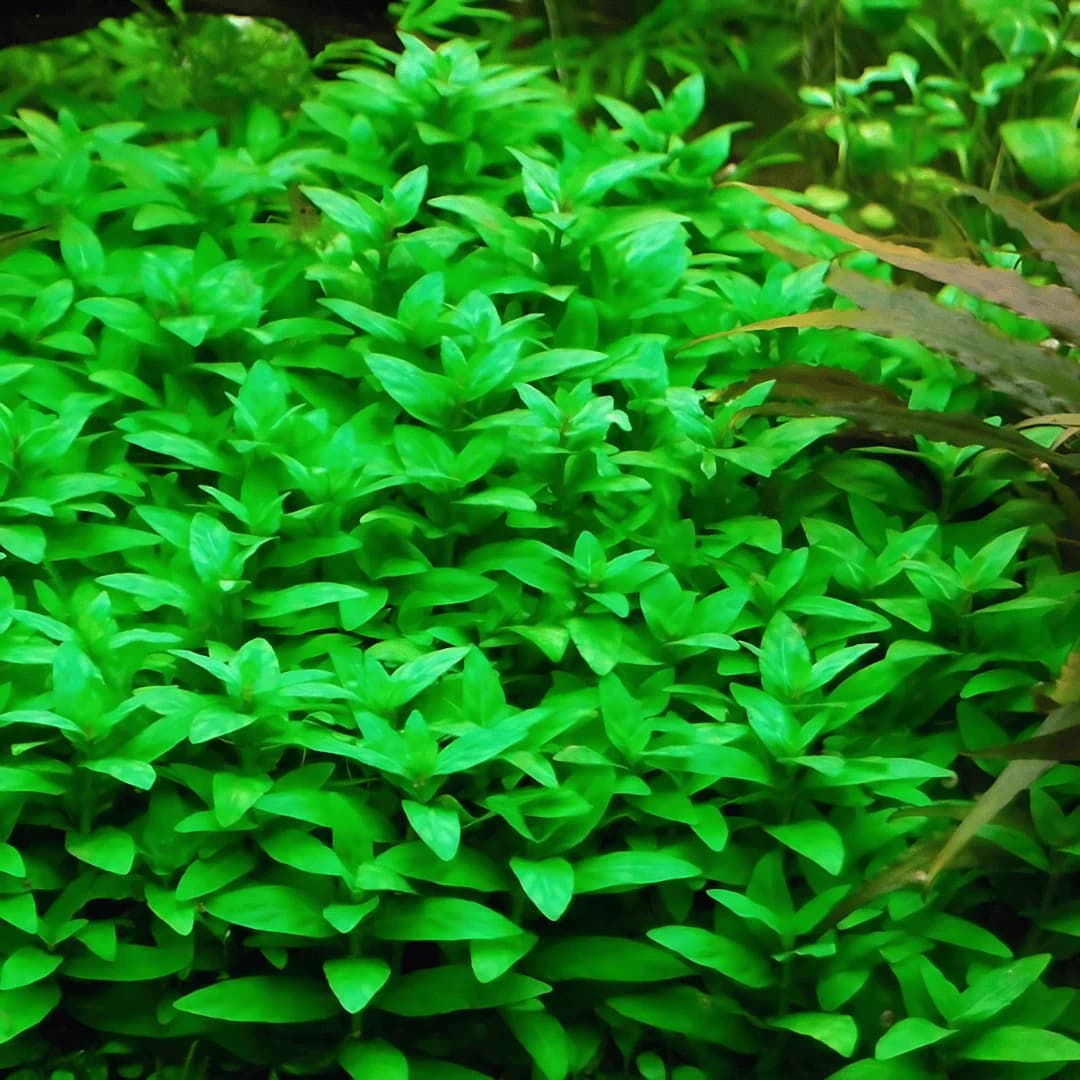 ADA IC030, Staurogyne repens, ADA Staurogyne repens, midground carpet plant, hardy aquarium plant, easy aquascape plant, green midground plant, low-tech aquatic plant, CO₂ optional midground plant, Staurogyne care guide, planted tank accent plant