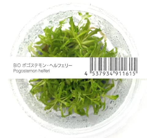 ADA IC035, Pogostemon helferi, rosette midground plant, bushy aquarium plant, textured aquarium plant, CO₂ midground plant, medium light Pogostemon, tissue culture Pogostemon helferi, aquarium midground greenery, lush midground plant, planted tank Pogostemon