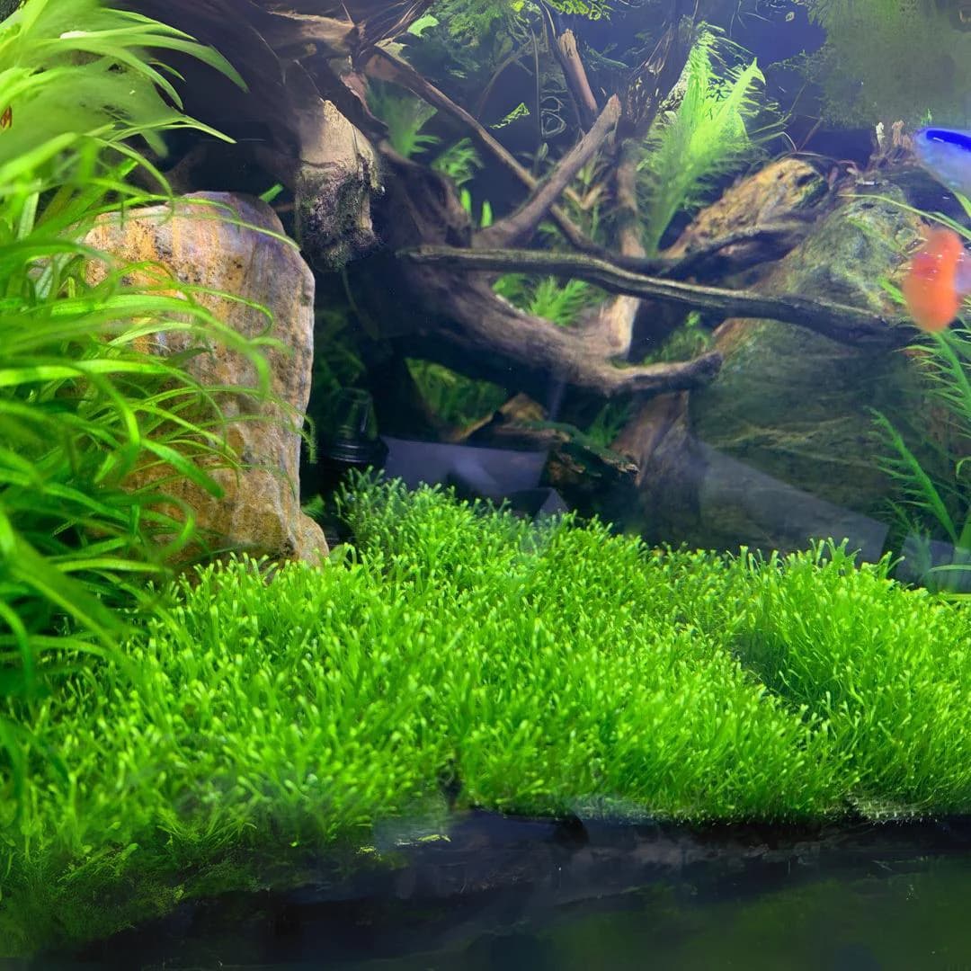 ADA IC040, Riccia fluitans, floating moss, aquascape riccia, carpet moss plant, foreground aquatic plant, CO₂ moss, high-tech aquarium moss, shrimp tank moss, tissue culture Riccia, aquarium carpeting moss