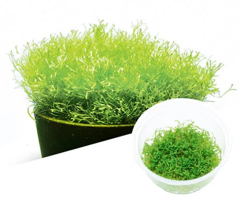 ADA IC040, Riccia fluitans, floating moss, aquascape riccia, carpet moss plant, foreground aquatic plant, CO₂ moss, high-tech aquarium moss, shrimp tank moss, tissue culture Riccia, aquarium carpeting moss