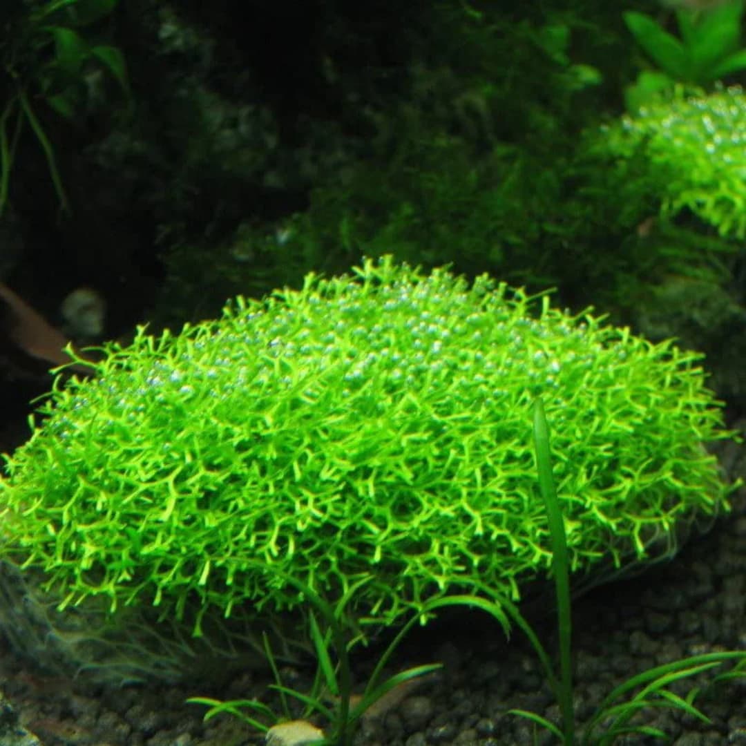 ADA IC040, Riccia fluitans, floating moss, aquascape riccia, carpet moss plant, foreground aquatic plant, CO₂ moss, high-tech aquarium moss, shrimp tank moss, tissue culture Riccia, aquarium carpeting moss