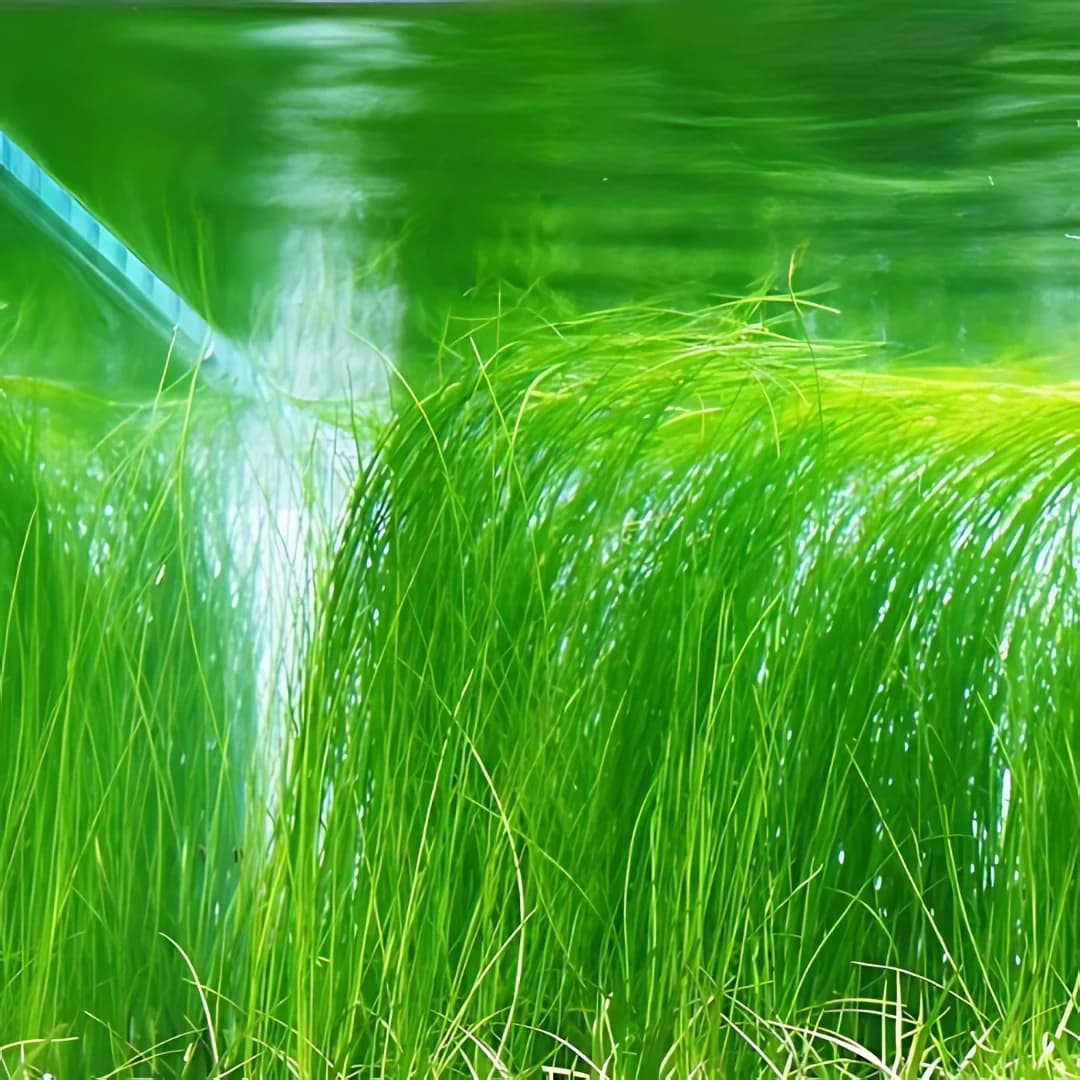 ADA IC041, Eleocharis vivipara, grassy vivipara, midground grass plant, aquarium grass accent, ADA grass plant, aquarium texture plant, tissue culture Eleocharis, CO₂ grass plant, upright aquarium plant, planted tank midground grass