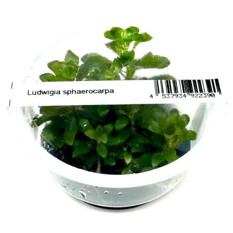 Ludwigia sphaerocarpa, IC368 tissue culture, compact Ludwigia, midground stem plant, South American aquatic plant, CO₂ aquarium plant, aquarium Ludwigia green, aquascaping midground plant, tissue culture Ludwigia, lush aquarium greenery