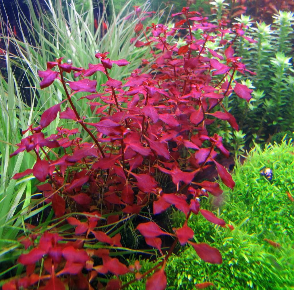 ADA IC407, Ludwigia repens super red, red stem aquarium plant, Ludwigia Super Red tissue culture, planted tank accent plant, CO₂ aquarium plant, high-tech red plant, midground red stem, aquarium red foliage, bold aquatic plant, vibrant background plant
