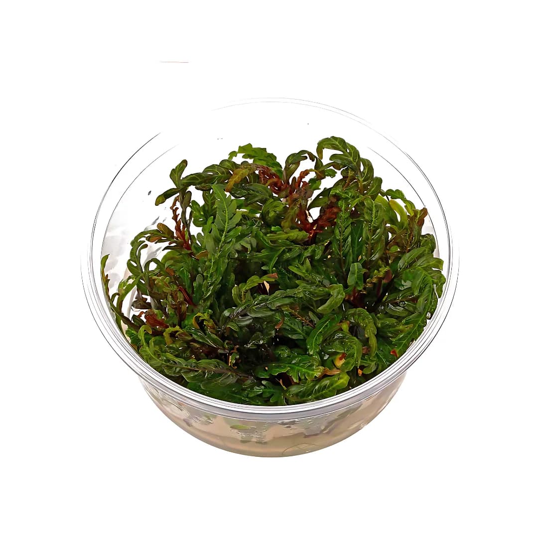 ADA IC497, Hygrophila pinnatifida, fern leaf hygrophila, epiphyte aquarium plant, midground accent plant, unique aquarium plant India, tissue culture hygrophila, high-tech hygrophila pinnatifida, planted tank fern-like plant, epiphytic aquarium plant, potassium sensitive hygrophila