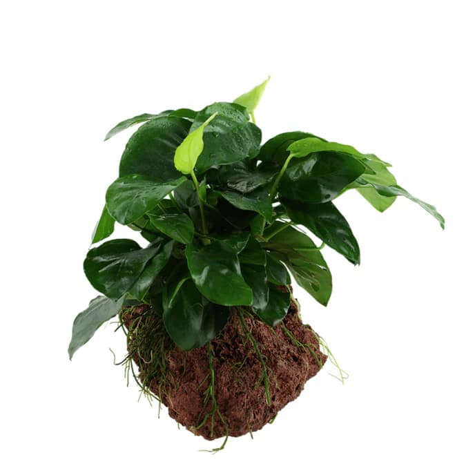Buy ADA MK050 Anubias barteri var nana, ADA Anubias Nana India, ADA greenhouse cup plants, ADA aquatic plants India, ADA Anubias MK050, ADA rhizome plants India, ADA low light aquarium plants, ADA Anubias barteri nana cup, ADA Nature Aquarium plants, ADA freshwater plants India