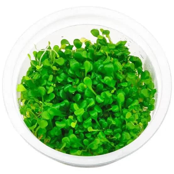 Glossostigma elatinoides, ADA glosso, glosso aquarium plant, carpeting plant for aquascape, foreground aquarium plant, high light carpet plant, CO2 carpet plant, ADA tissue culture plant, nano tank carpet, aquascaping plant foreground