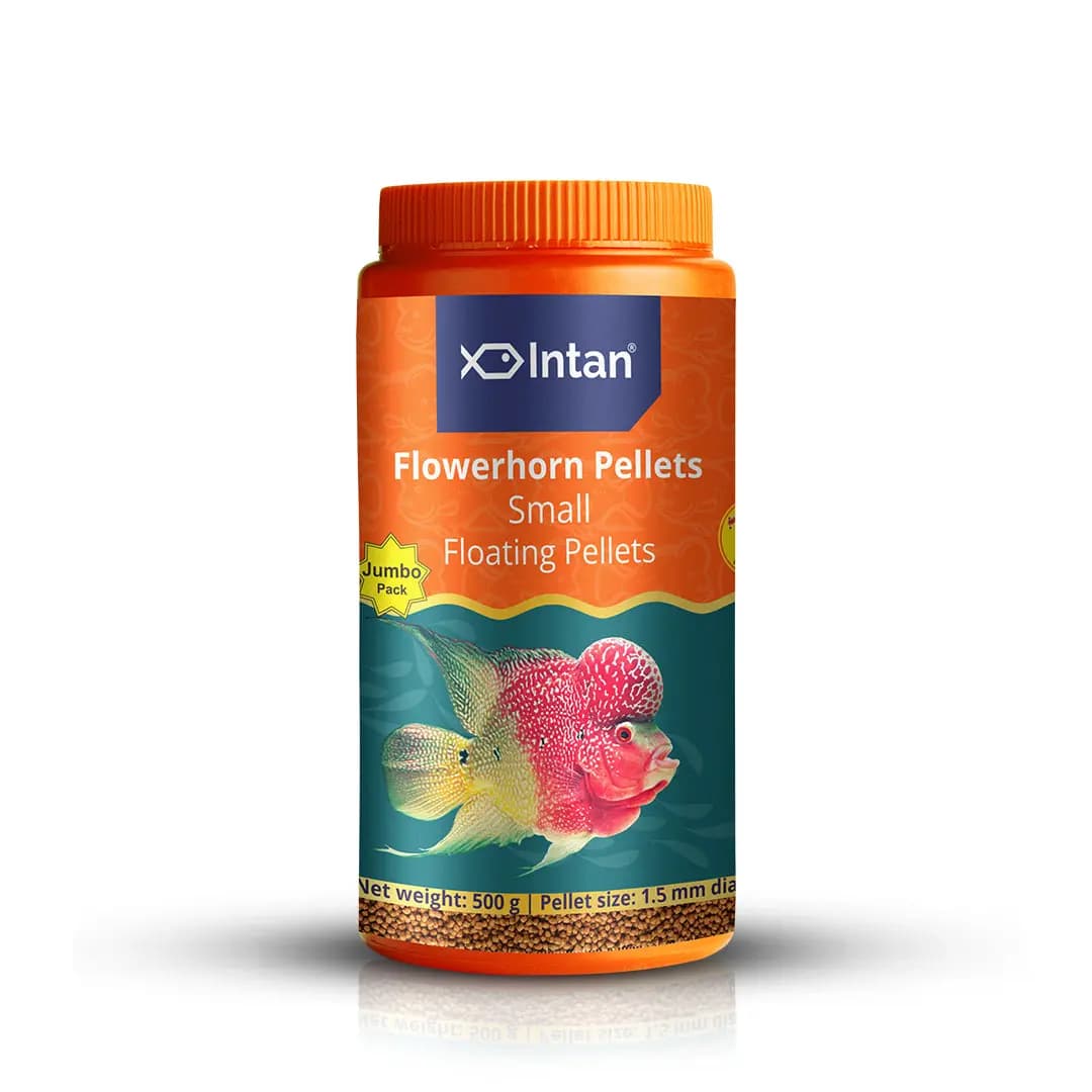 Intan Flower Horn Pellets - Small | Floating Fish Food - Intan Flower Horn Pellets Small, Flowerhorn fish food India, best food for kok growth, Kamfa cichlid pellets, floating fish food for Flowerhorn, astaxanthin fish food for color, high protein cichlid food, Flowerhorn food for juveniles, Intan fish food price India
