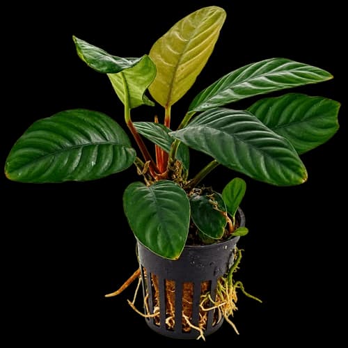 Aquarium Plants