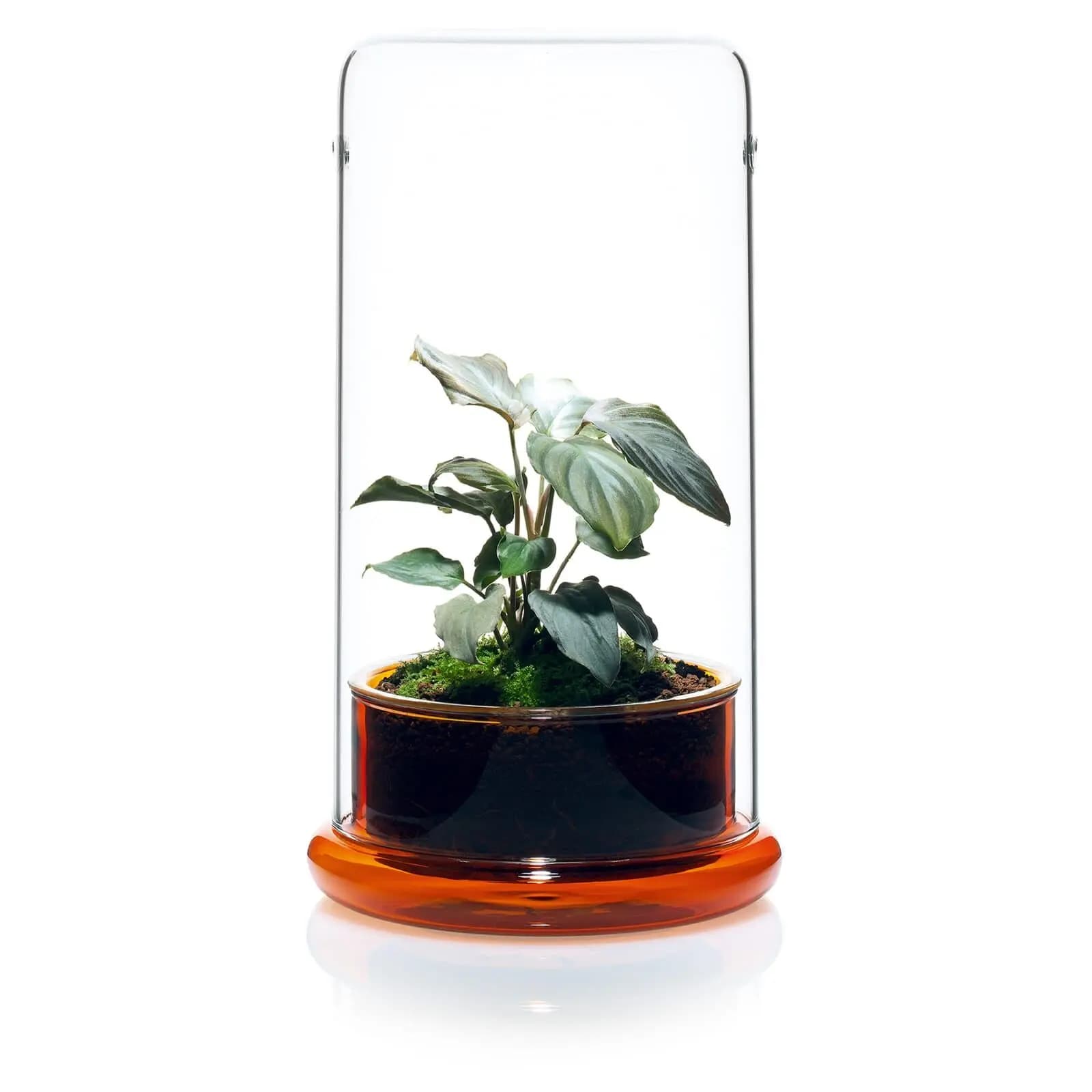 Buy DOOA CELL Terrarium, ADA DOOA glass terrarium India, ADA moss terrarium, DOOA CELL clear amber emerald, ADA terrarium planter, ADA DOOA emersed plant pot, glass terrarium for moss India, DOOA ADA CELL price India, ADA terrarium container, DOOA terrarium glass India