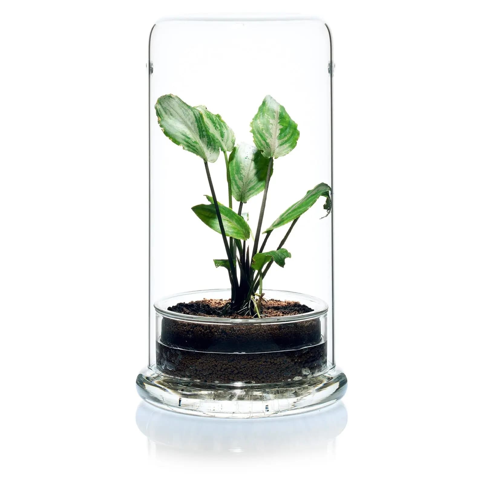 Buy DOOA CELL Terrarium, ADA DOOA glass terrarium India, ADA moss terrarium, DOOA CELL clear amber emerald, ADA terrarium planter, ADA DOOA emersed plant pot, glass terrarium for moss India, DOOA ADA CELL price India, ADA terrarium container, DOOA terrarium glass India