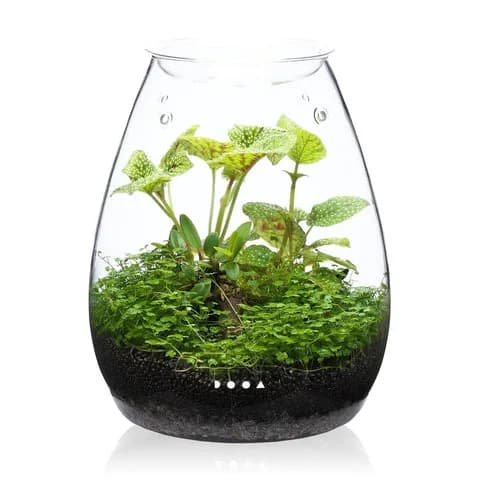 DOOA Glass Pot SHIZUKU