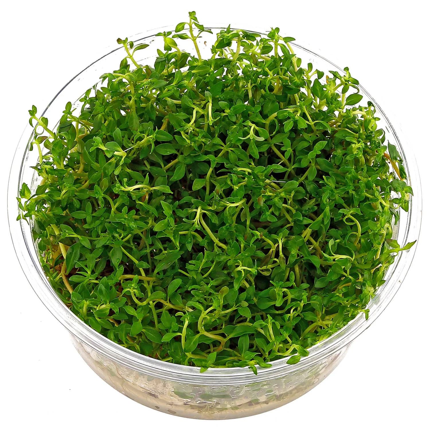 ADA Ludwigia arcuata, narrow‑leaf Ludwigia, red stem aquarium plant, needle leaf Ludwigia aquarium, ADA tissue culture plant, midground red stem plant, CO₂ aquarium plant, high light stem plant, aquascape background plant, aquatic needle stem