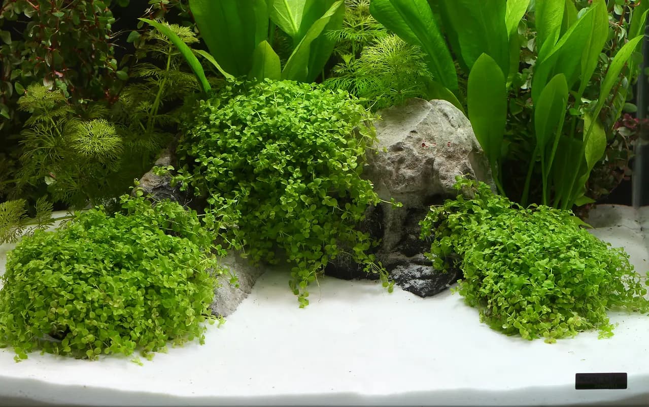 Buy Dennerle Plantahunter Beach 5kg, Dennerle Plantahunter beach sand, cosmetic aquarium sand Dennerle, beach style aquarium substrate, decorative aquarium sand 5kg, Dennerle aquascaping sand, freshwater cosmetic sand aquarium, Dennerle Plantahunter substrate