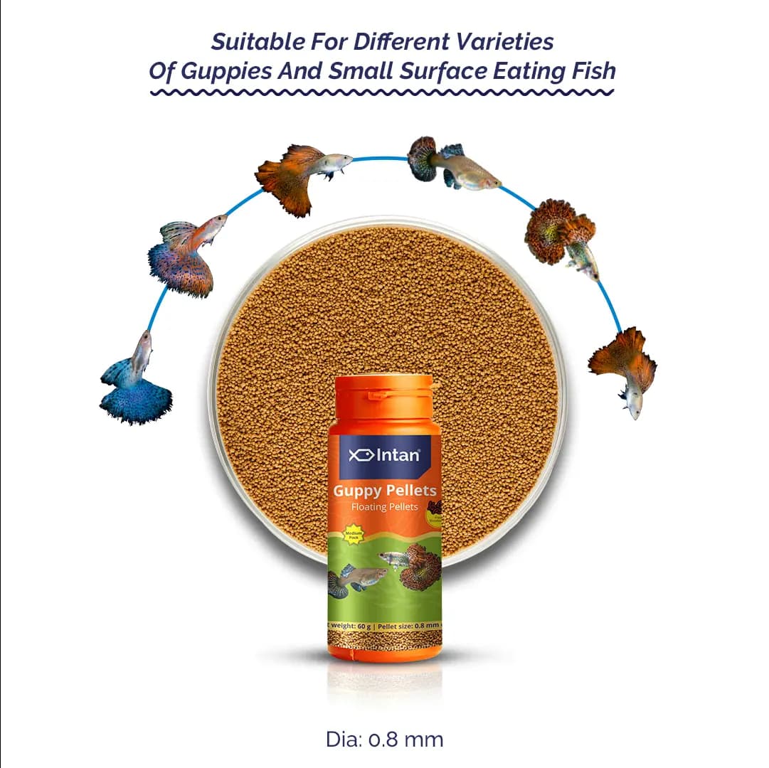 Intan Guppy Pellets - Floating Fish Food - Intan Guppy Pellets, floating fish food for guppies, best guppy food India, guppy colour enhancing food, 0.8mm fish pellets, surface feeding fish food, guppy nutrition, high protein guppy food, astaxanthin fish food India
