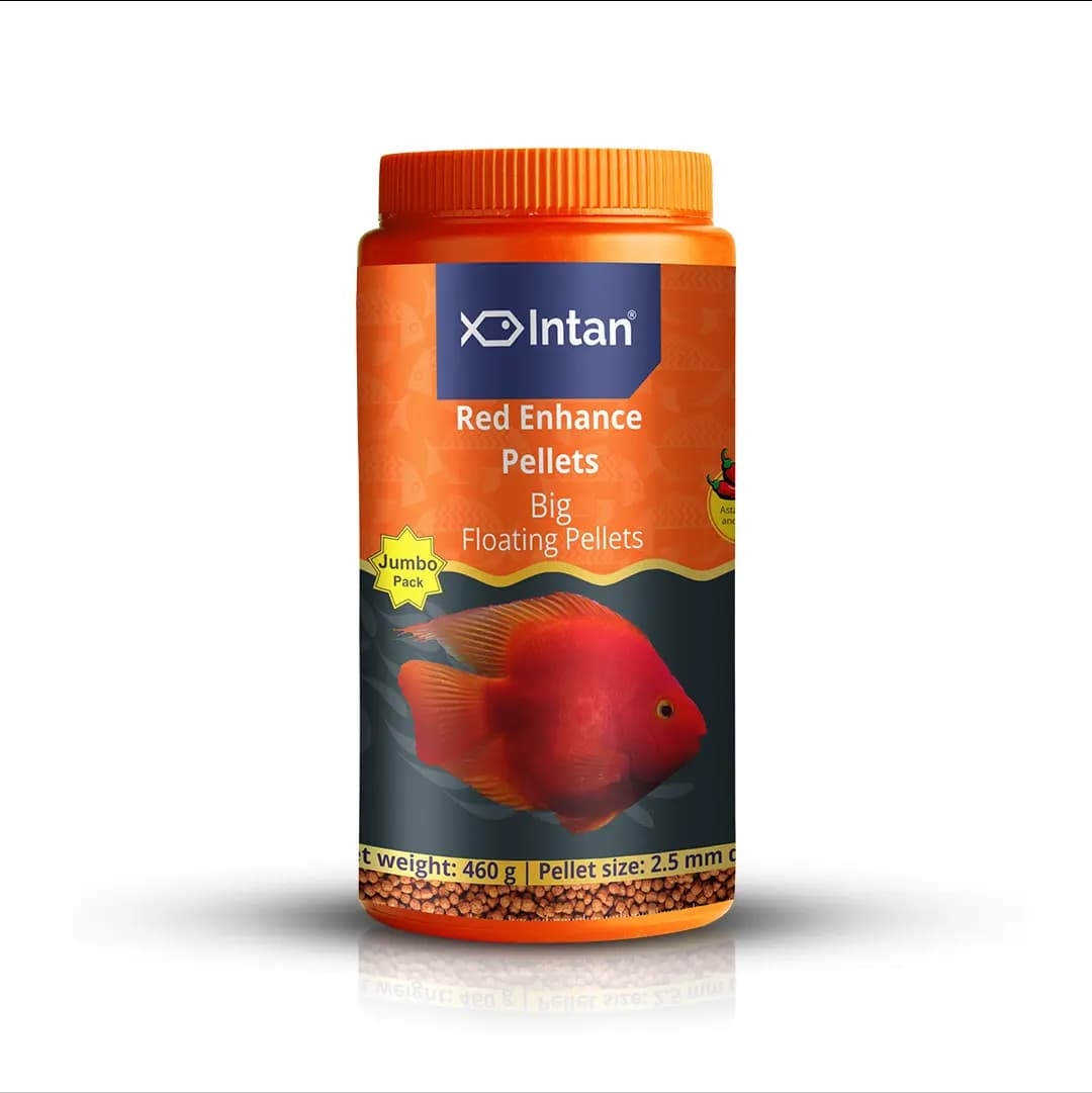 Intan Red Enhance Pellets - Big | Floating Fish Food - Intan Red Enhance Pellets Big, red colour enhancing fish food India, Blood Parrot Cichlid food, natural astaxanthin fish food, floating pellets for parrot fish, best fish food for red colour, Antarctic krill fish food, high protein parrot fish food