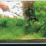 Buy ADA Pro Scissors S Online, Buy aquarium products online, Best Aquarium products store in india, Buy ADA products, Aquascaping essentials, curved Scissors, straight Scissors