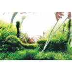 Buy ADA Pro Scissors Nude Online, Buy aquarium products online, Best Aquarium products store in india, Buy ADA products, Aquascaping essentials, curved scissor, straight scissor