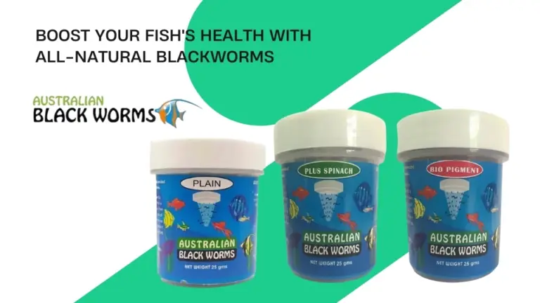 Buy australian balck worms india online