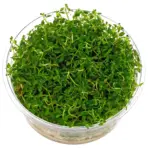 ADA Ludwigia arcuata, narrow‑leaf Ludwigia, red stem aquarium plant, needle leaf Ludwigia aquarium, ADA tissue culture plant, midground red stem plant, CO₂ aquarium plant, high light stem plant, aquascape background plant, aquatic needle stem