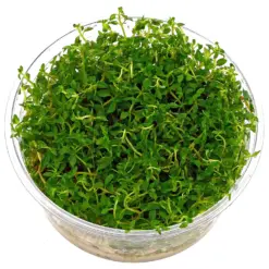 ADA Ludwigia arcuata, narrow‑leaf Ludwigia, red stem aquarium plant, needle leaf Ludwigia aquarium, ADA tissue culture plant, midground red stem plant, CO₂ aquarium plant, high light stem plant, aquascape background plant, aquatic needle stem