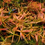 ADA Ludwigia arcuata, narrow‑leaf Ludwigia, red stem aquarium plant, needle leaf Ludwigia aquarium, ADA tissue culture plant, midground red stem plant, CO₂ aquarium plant, high light stem plant, aquascape background plant, aquatic needle stem