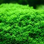 IC008,Hemianthus callitrichoides, HC Cuba, dwarf baby tears, ADA carpet plant, foreground carpeting plant, high light carpet plant, CO2 foreground plant, nano tank carpet plant, ADA tissue culture HC Cuba, HC Cuba care