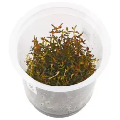 IC010, Rotala macrandra, ADA Rotala macrandra, red stem aquarium plant, high light stem plant, advanced aquarium plant, CO₂ demanding stem plant, midground red aquarium plant, background aquarium plant, tissue culture Rotala macrandra, aquascaping red plant