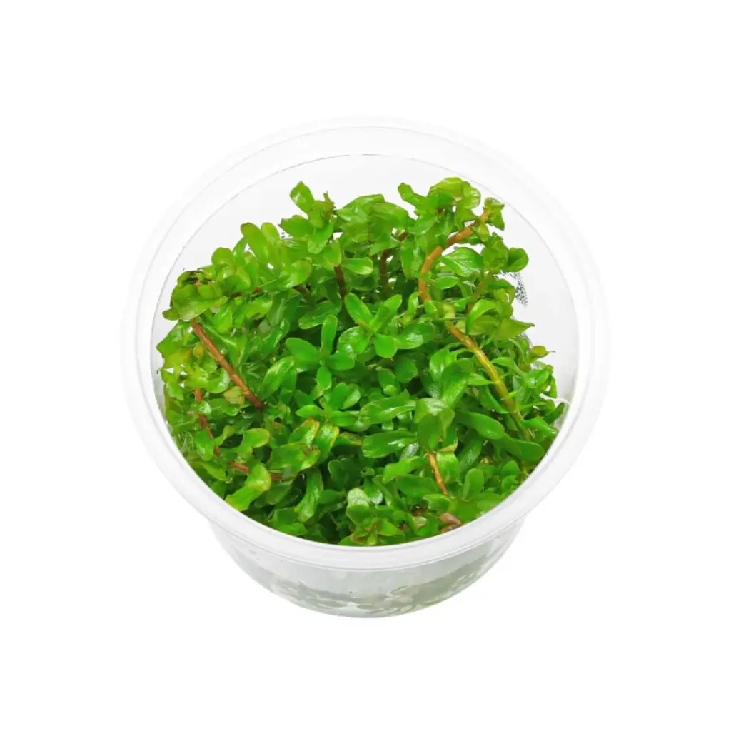 OC011,Rotala rotundifolia, Rotala green stem plant, ADA Rotala 'Green', beginner aquarium plant, stem plant midground, background aquatic plant, easy aquatic stem, CO₂ optional plant, fast-growing aquarium plant, rotala care