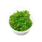 OC011,Rotala rotundifolia, Rotala green stem plant, ADA Rotala 'Green', beginner aquarium plant, stem plant midground, background aquatic plant, easy aquatic stem, CO₂ optional plant, fast-growing aquarium plant, rotala care