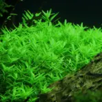 OC011,Rotala rotundifolia, Rotala green stem plant, ADA Rotala 'Green', beginner aquarium plant, stem plant midground, background aquatic plant, easy aquatic stem, CO₂ optional plant, fast-growing aquarium plant, rotala care