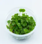 IC015,Hydrocotyle verticillata, whorled stem plant aquarium, Brazilian pennywort midground plant, tissue culture Hydrocotyle sip, medium light water plant, midground aquarium plant, CO₂ optional stem plant, cluster planting aquatic plant, easy planted aquarium plant, Hydrocotyle care guide