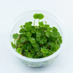IC015,Hydrocotyle verticillata, whorled stem plant aquarium, Brazilian pennywort midground plant, tissue culture Hydrocotyle sip, medium light water plant, midground aquarium plant, CO₂ optional stem plant, cluster planting aquatic plant, easy planted aquarium plant, Hydrocotyle care guide