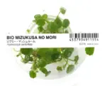 IC015,Hydrocotyle verticillata, whorled stem plant aquarium, Brazilian pennywort midground plant, tissue culture Hydrocotyle sip, medium light water plant, midground aquarium plant, CO₂ optional stem plant, cluster planting aquatic plant, easy planted aquarium plant, Hydrocotyle care guide