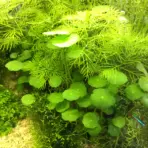 IC015,Hydrocotyle verticillata, whorled stem plant aquarium, Brazilian pennywort midground plant, tissue culture Hydrocotyle sip, medium light water plant, midground aquarium plant, CO₂ optional stem plant, cluster planting aquatic plant, easy planted aquarium plant, Hydrocotyle care guide