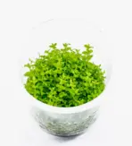IC022, Hemianthus micranthemoides, baby tears alternative, foreground carpet plant, high tech aquascape plant, CO2 carpet plant, medium leaf carpeting plant, tissue culture aquascape, foreground aquarium carpet, dense aquatic carpet plant, Hemianthus care guide