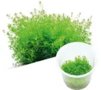IC022, Hemianthus micranthemoides, baby tears alternative, foreground carpet plant, high tech aquascape plant, CO2 carpet plant, medium leaf carpeting plant, tissue culture aquascape, foreground aquarium carpet, dense aquatic carpet plant, Hemianthus care guide