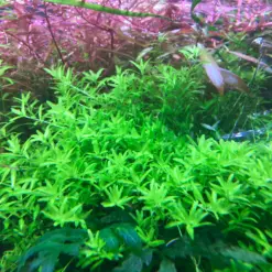 IC022, Hemianthus micranthemoides, baby tears alternative, foreground carpet plant, high tech aquascape plant, CO2 carpet plant, medium leaf carpeting plant, tissue culture aquascape, foreground aquarium carpet, dense aquatic carpet plant, Hemianthus care guide